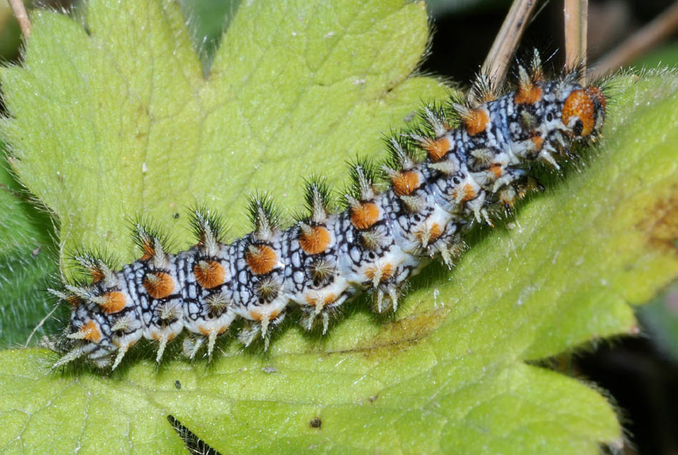 Aiuto determ. bruco - Melitaea didyma